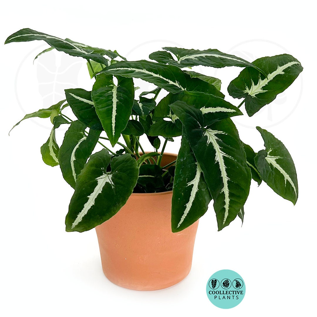Syngonium Wendlanii black Velvet Indoor Plants Easy Care Houseplant Starter Plant ,live Indoor