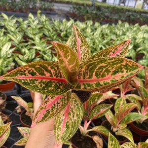 Aglaonema Golden Powder