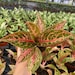 Aglaonema Red King : Indoor Plants Easy Care Houseplant Starter Plant ...