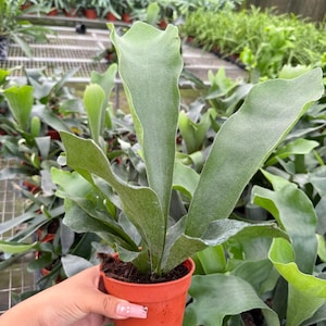 Platycerium Veitchii (silver Staghorn Fern) - Etsy