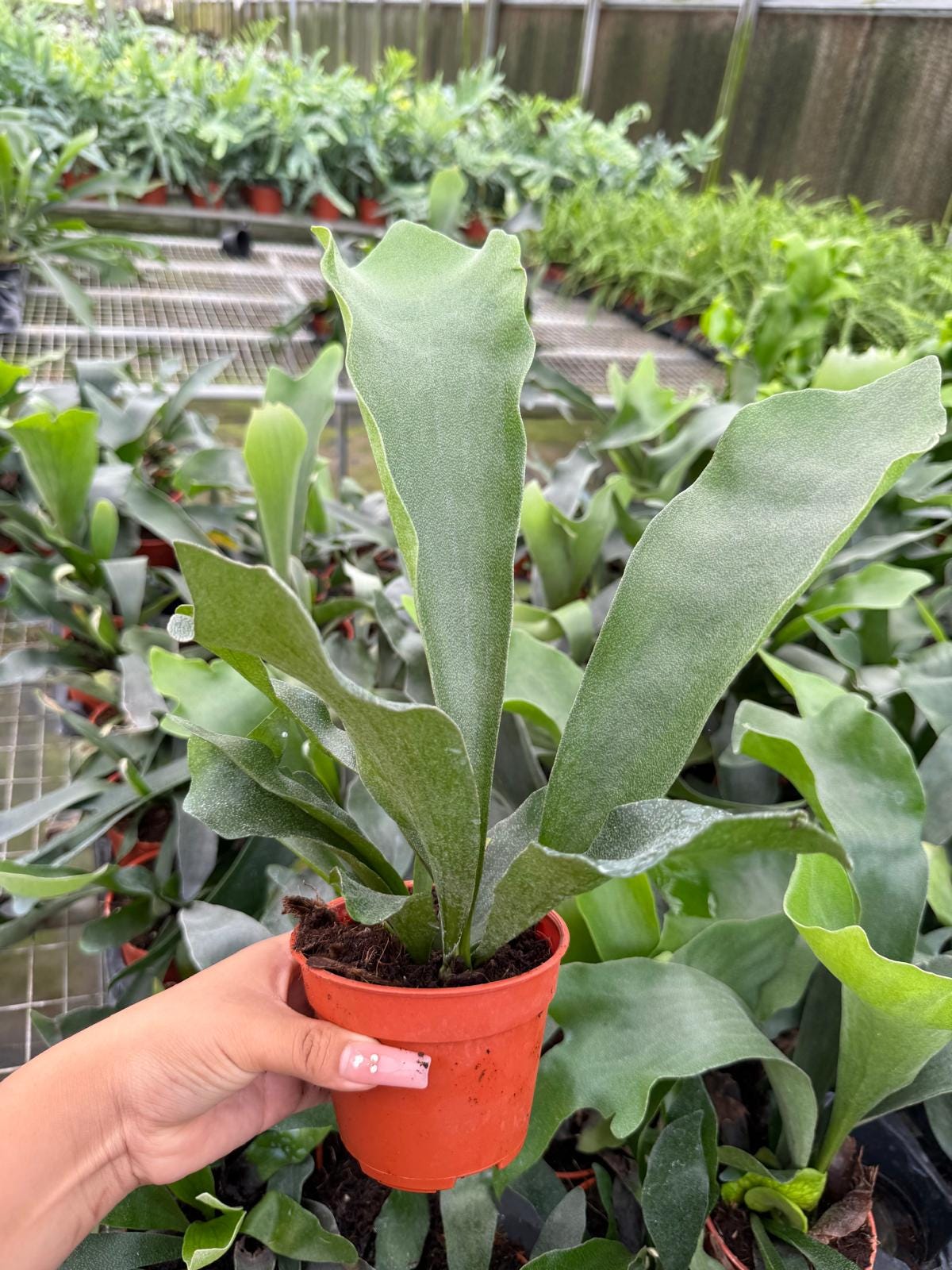 Platycerium Veitchii (silver Staghorn Fern) - Etsy