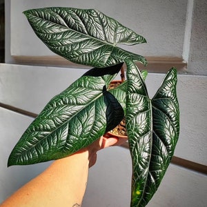Alocasia Scalprum - Rare Live Indoor Houseplant – Easy Care Tropical Starter Plant for Collectors