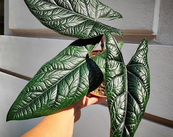 Alocasia Scalprum - Rare Live Indoor Houseplant – Easy Care Tropical Starter Plant for Collectors