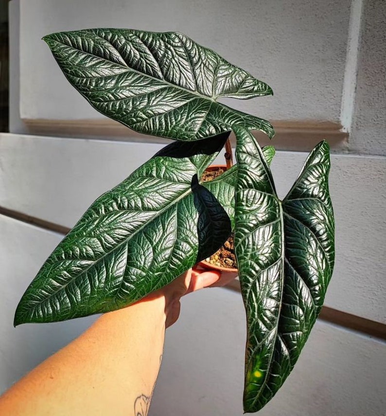 Coollective Plants Alocasia Scalprum