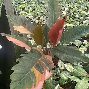 以下が含まれることがあります： 大きな質感のある葉を持つフィロデンドンの植物のクローズアップ。葉は緑、オレンジ、赤など、さまざまな色を示しています。植物は小さな鉢に入っており、背景には他の植物が見えます。