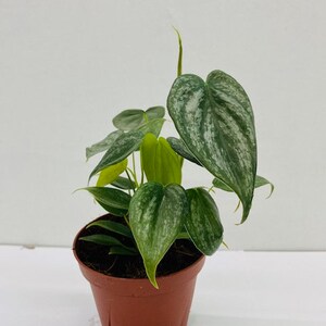 May include: A potted houseplant with heart-shaped green leaves with silver markings. The plant is in a brown plastic pot. The background is a plain white surface.