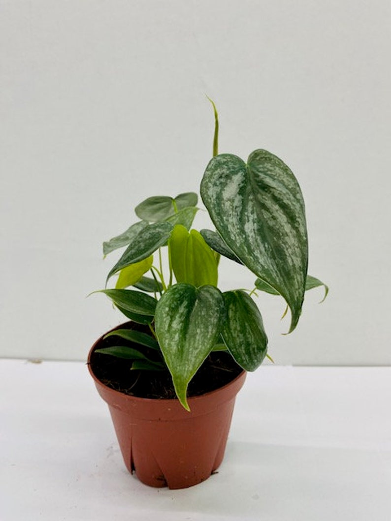May include: A potted houseplant with heart-shaped green leaves with silver markings. The plant is in a brown plastic pot. The background is a plain white surface.