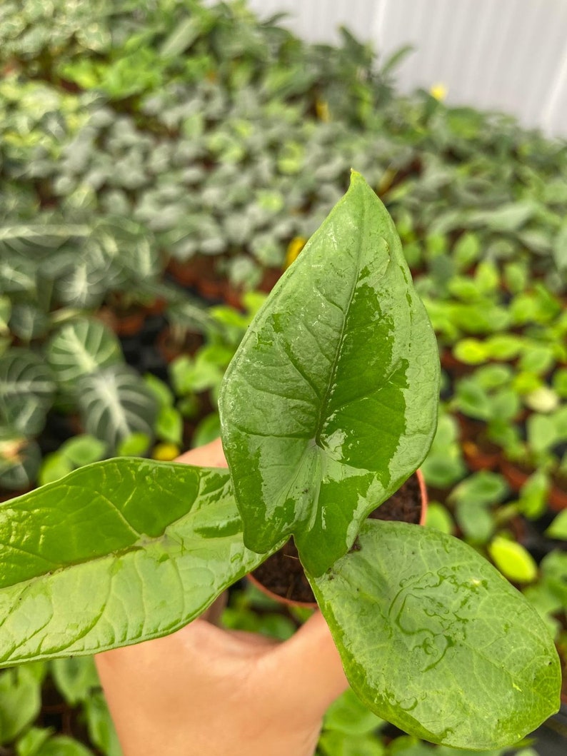 Coollective Plants Alocasia Scalprum - Thumbnail 4