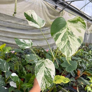 May include: Variegated Monstera plant with large, heart-shaped leaves. The leaves show a striking pattern of green and white variegation. The plant is surrounded by other green plants in a greenhouse setting.