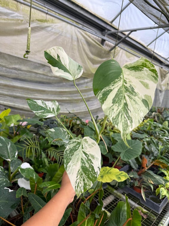Variegated Monstera Albo - Rare Live Indoor Houseplant – Tropical Aroid, Easy Care Collector Plant