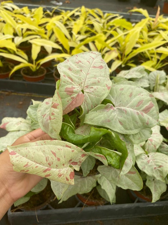 Syngonium Milk Confetti :  Indoor Plants - Easy Care Houseplant - Starter Plant ,Live Indoor, Easy to Grow - Beginner Plant