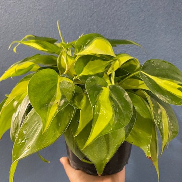 4"/6" Philodendron Brasil :  Indoor Plants - Easy Care Houseplant - Starter Plant ,Live Indoor, Easy to Grow - Beginner Plant