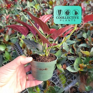4" Pot Syngonium Erythrophyllum Red Arrow: Live Indoor Plants - Easy Care Tropical Houseplant - Starter Plant, Easy to Grow - Beginner Plant