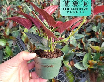 4" Pot Syngonium Erythrophyllum Red Arrow: Live Indoor Plants - Easy Care Tropical Houseplant - Starter Plant, Easy to Grow - Beginner Plant