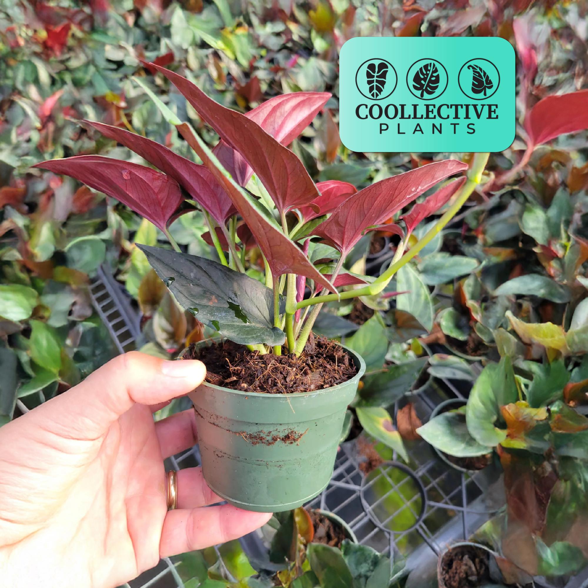 4" Pot Syngonium Erythrophyllum Red Arrow: Live Indoor Plants - Easy Care  Tropical Houseplant - Starter Plant, Easy to Grow - Beginner Plant - Etsy