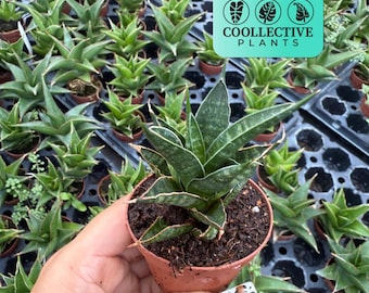 Sansevieria Samurai Dwarf Plant | Compact Minimalist Snake, Easy