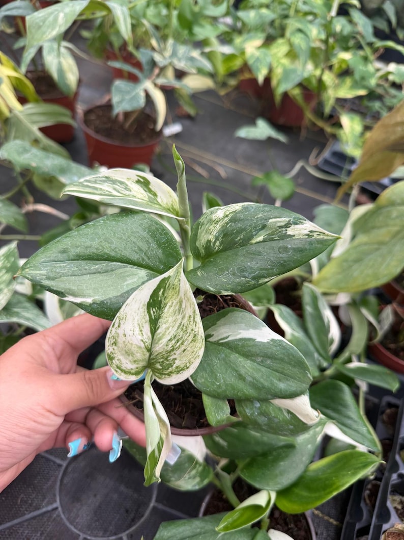 Coollective Plants Scindapsus Treubii