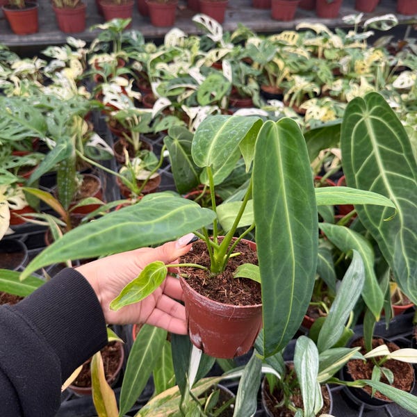 Anthurium Warocqueanum: Rare Tropical Aroid Plant - Exotic Indoor Houseplant, Velvet Leaf Plant
