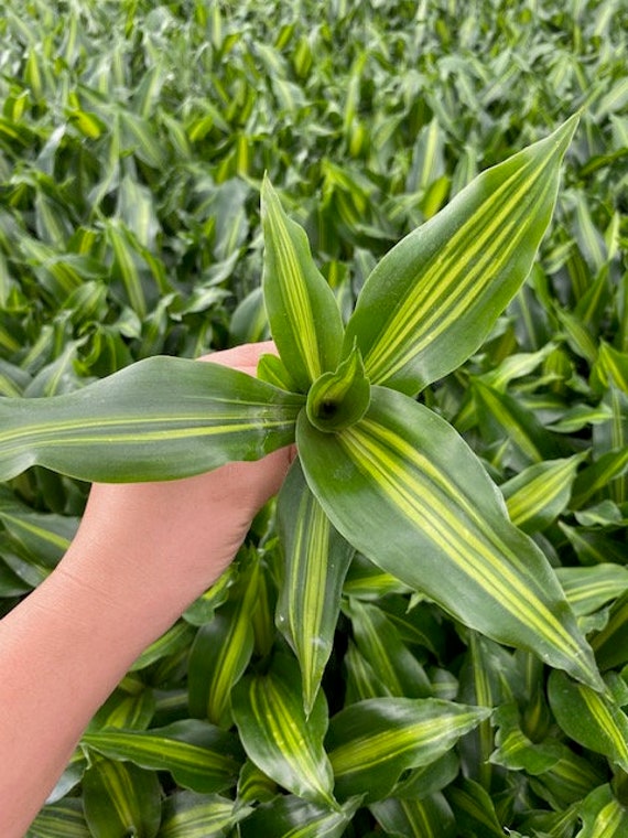 Buy 4" Dracaena Giganta  Tall Indoor Houseplant  Easy Care Live Plant   Beginner Friendly Online in India - Etsy