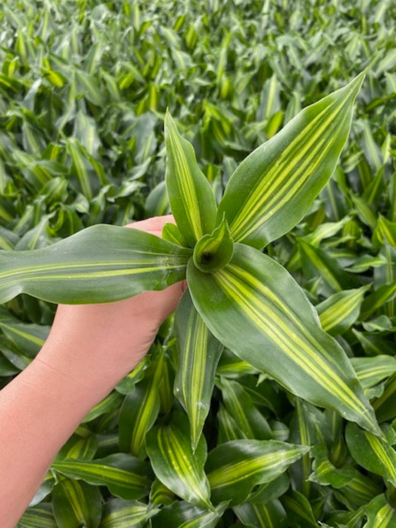 Coollective Plants Dracaena Giganta - Thumbnail 2