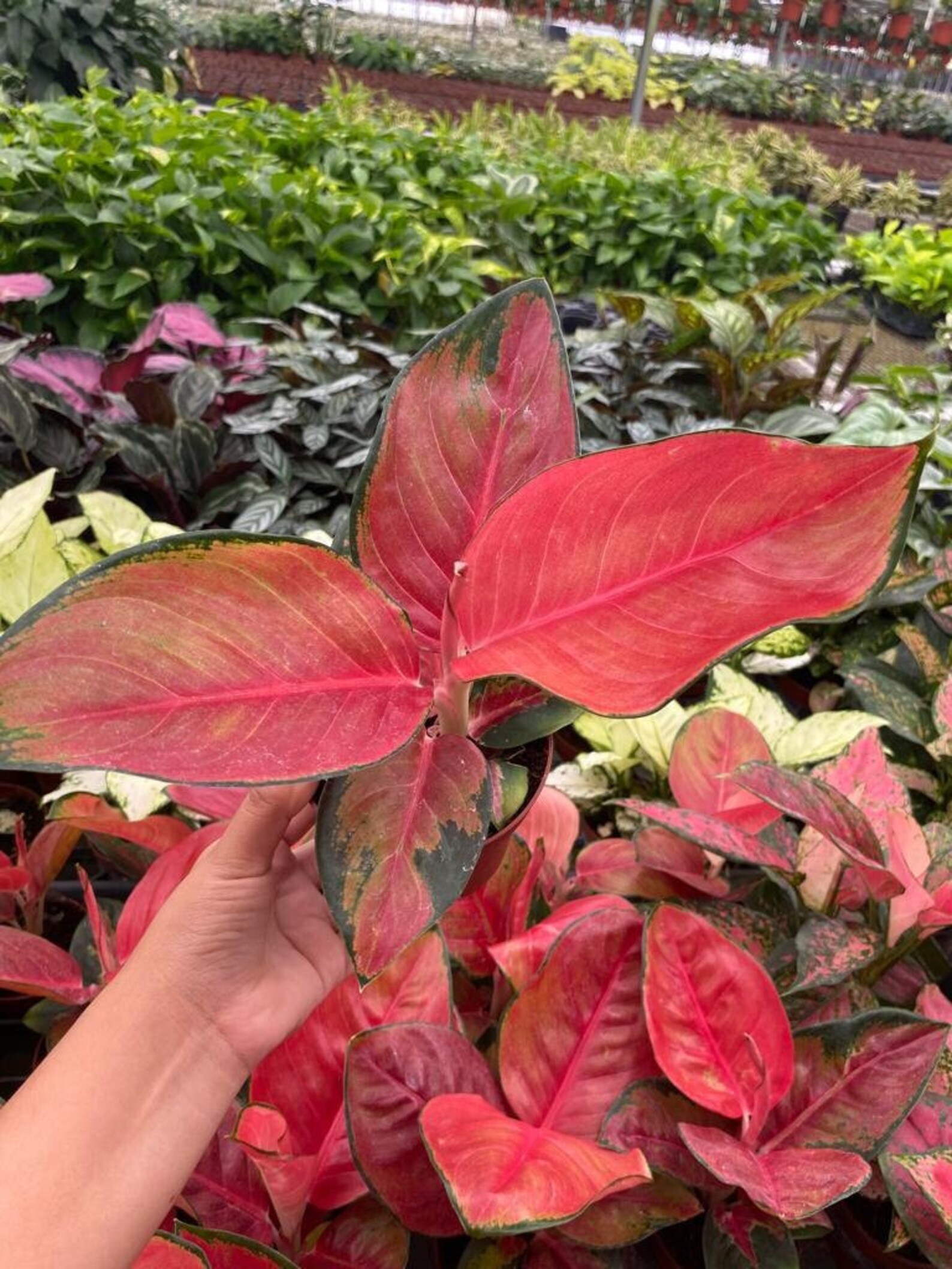 Aglaonema Red King : Indoor Plants - Easy Care Houseplant - Starter ...