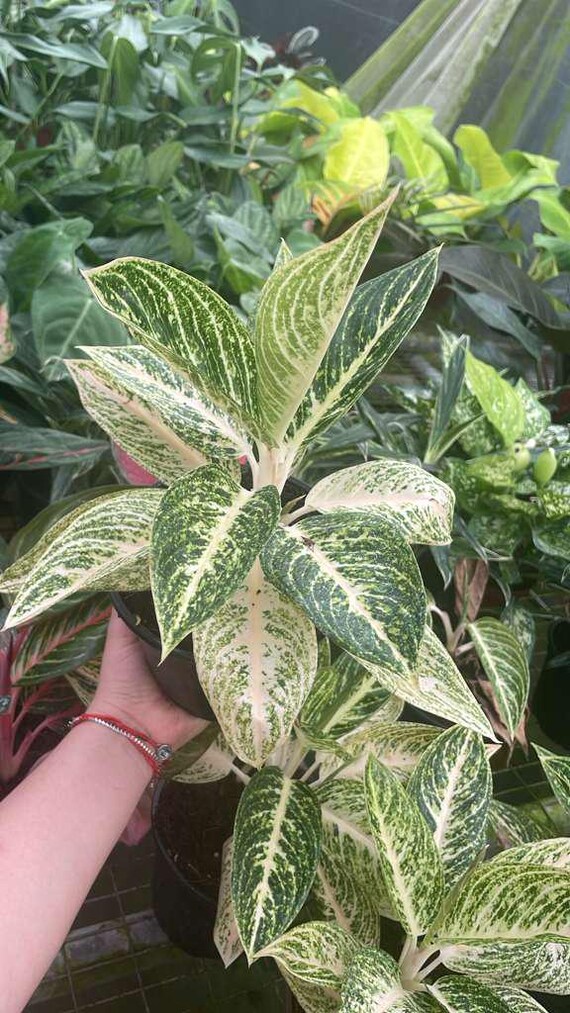 Aglaonema Legacy White : Chinese Evergreen Live Plant – Tropical