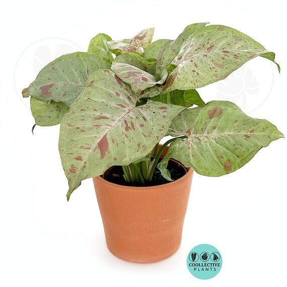 thumbnail image 2 of Confetti Syngonium Starter Plant – Pink Splashed Arrowhead Plant – Ships In Pot! 2 of 6