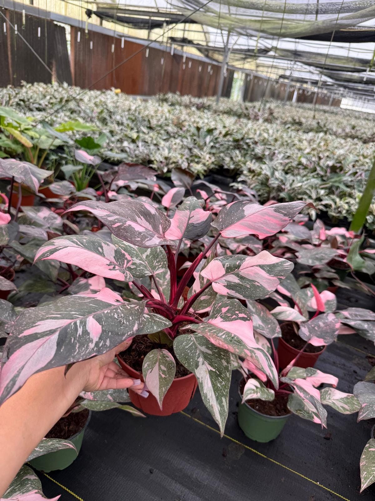 Philodendron Pink Princess Marble "high Pink Color" :indoor Plants -easy  Care Houseplant - Starter Plant, Live, Easy to Grow-beginner Plant - Etsy