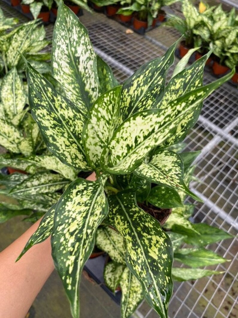 Pu&ograve; includere: Primo piano di una pianta di Dieffenbachia con grandi foglie verdi macchiate di segni bianco crema. La pianta &egrave; in un piccolo vaso marrone, con altre piante visibili sullo sfondo. Le foglie sono appuntite.