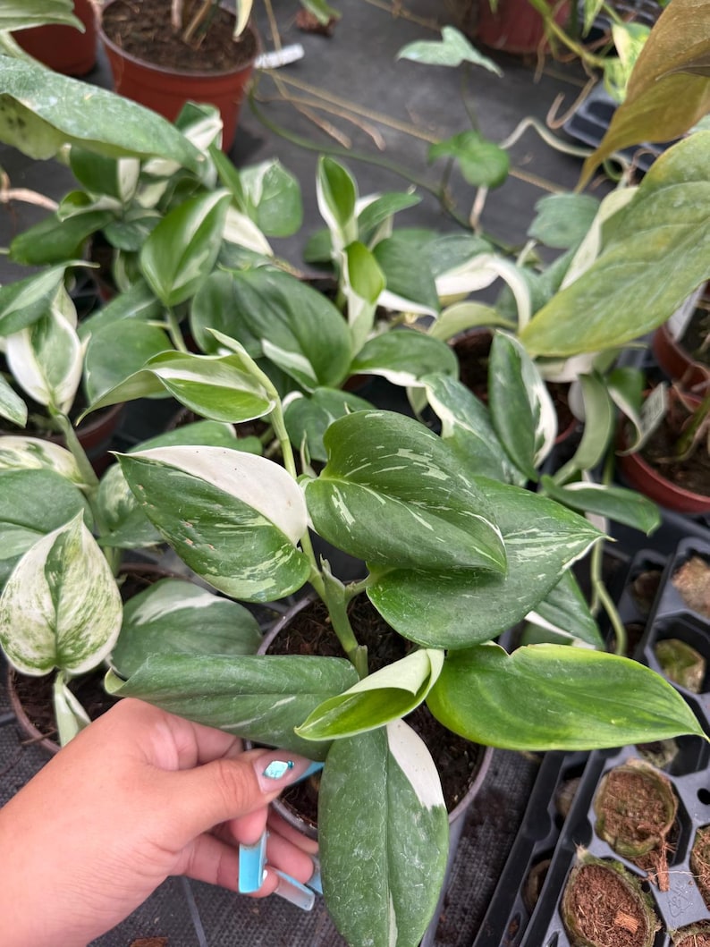 Coollective Plants Scindapsus Treubii - Thumbnail 4