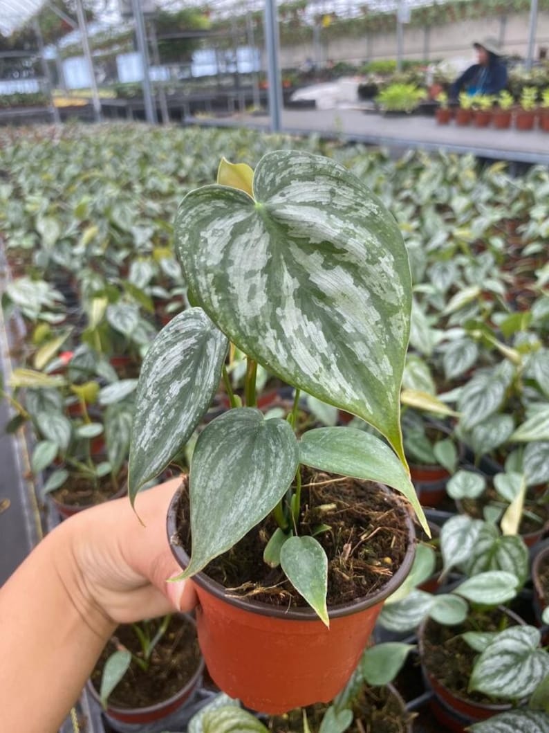 May include: A potted houseplant with large, heart-shaped leaves featuring a silver and green pattern. The plant is in a small, brown plastic pot. The background shows a greenhouse filled with similar plants.