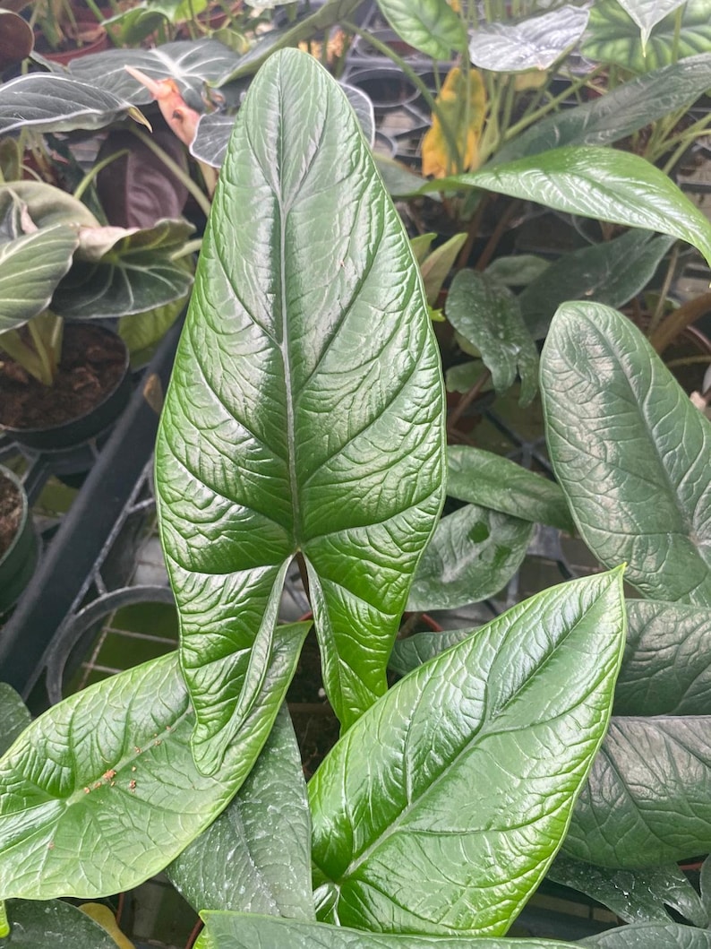 Coollective Plants Alocasia Scalprum - Thumbnail 2