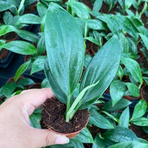 Rhaphidophora Decursiva Dragon Tail Super Rare Limited Rare Plant 2" Pot inches