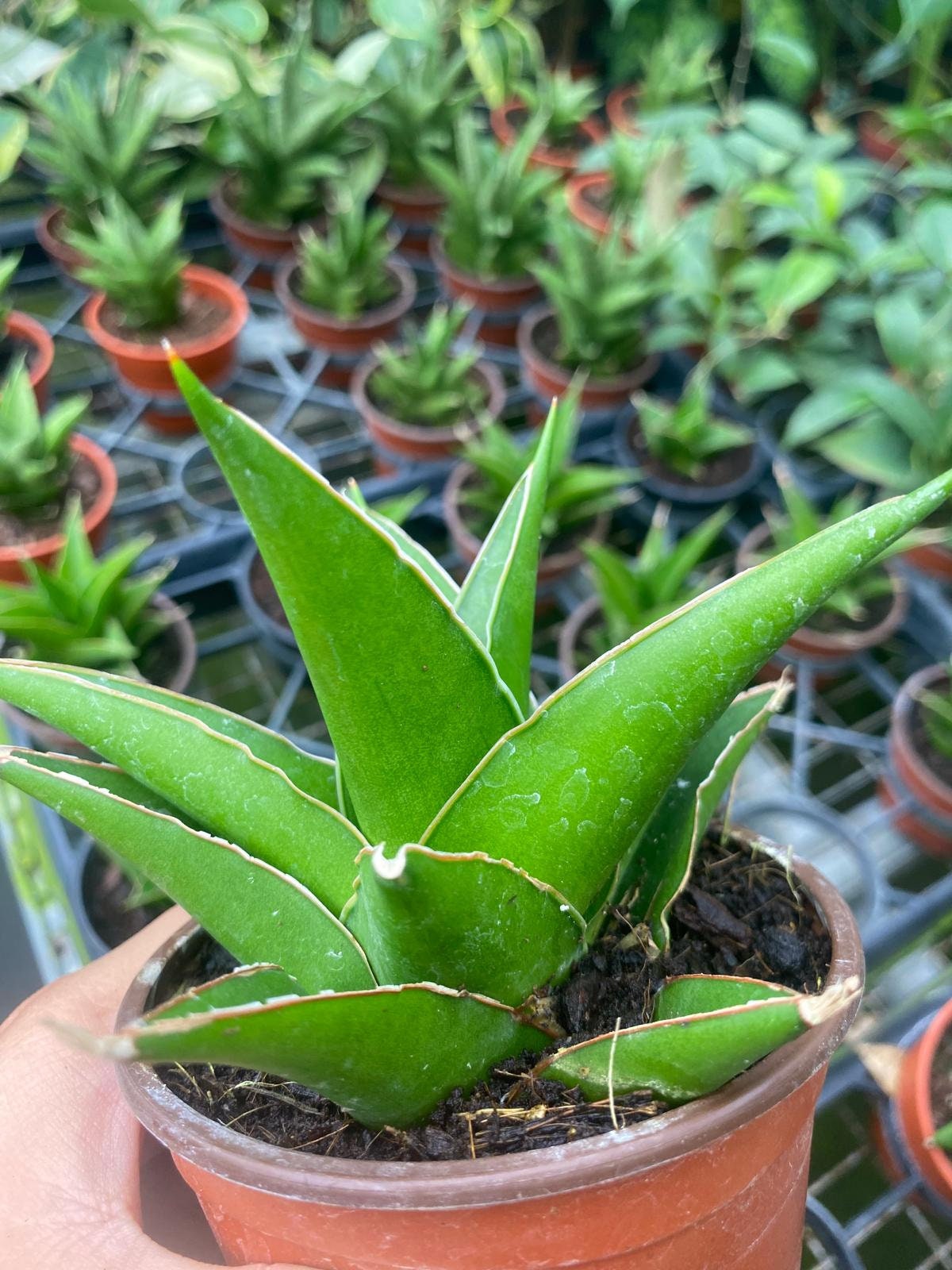 Sansevieria Green Tower Live Plant  Modern Upright Snake Plant for Home &  Office - Etsy