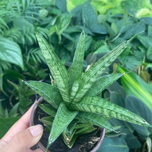 May include: A small potted plant with long, pointed, green leaves with white speckles. The plant is in a brown pot and is being held by a hand.