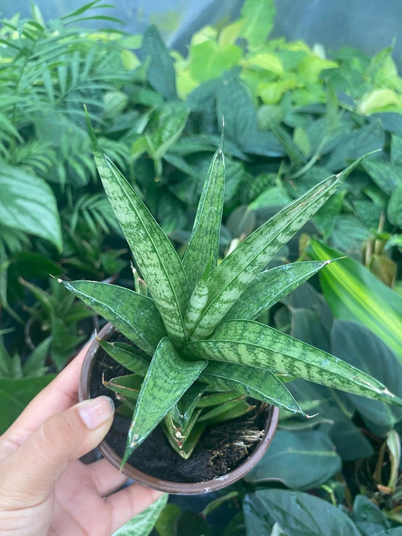 May include: A small potted plant with long, pointed, green leaves with white speckles. The plant is in a brown pot and is being held by a hand.