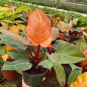 Philodendron Tangerine :  Indoor Plants - Easy Care Houseplant - Starter Plant ,Live Indoor, Easy to Grow - Beginner Plant