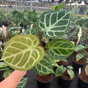 Anthurium Silver Blush "Rare Plant": Exotic Indoor Houseplant, Live Tropical Aroid Plant