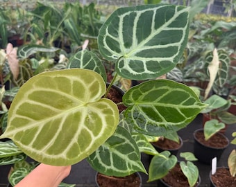 Anthurium Silver Blush "Rare Plant": Exotic Indoor Houseplant, Live Tropical Aroid Plant