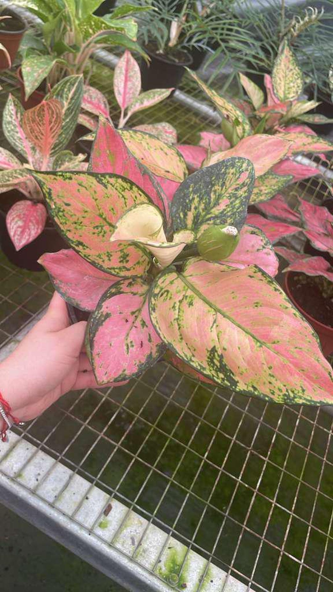 acca リボンゴム　グリーン×ピンク Aglaonema Cherry : Chinese Evergreen Plant – Tropical Indoor Plant