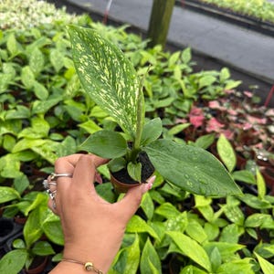 May include: A small potted plant with large, green leaves speckled with yellow. The plant is held in a person's hand, showcasing its size and detail. The background is filled with other plants, suggesting a nursery or greenhouse setting.