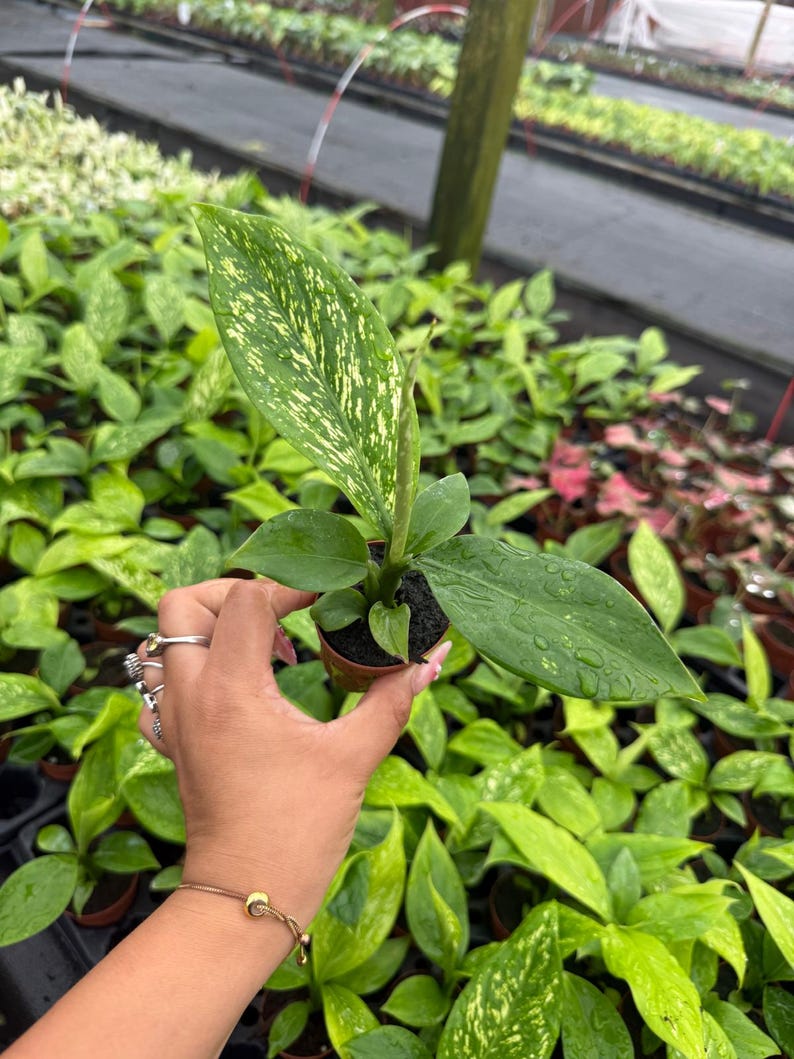 May include: A small potted plant with large, green leaves speckled with yellow. The plant is held in a person's hand, showcasing its size and detail. The background is filled with other plants, suggesting a nursery or greenhouse setting.