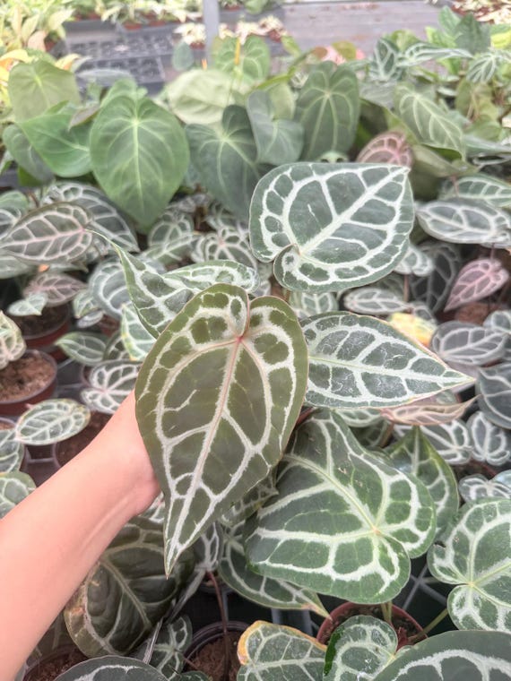 Anthurium Red Tiger (hajiulih): Rare Tropical Aroid Indoor