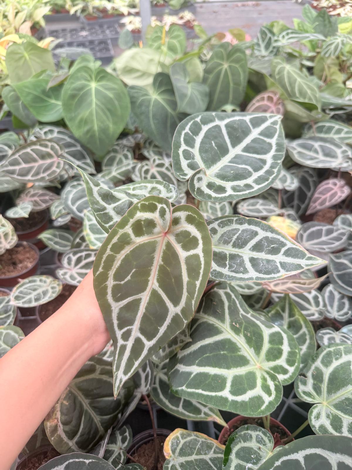 Anthurium Red Tiger (hajiulih): Rare Tropical Aroid Indoor