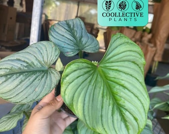 Anthurium Sp Morona Actual Plant Free Shipping - Etsy