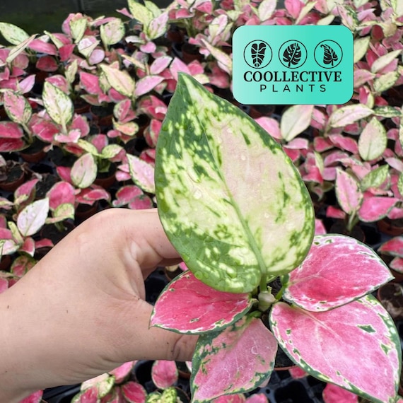 Aglaonema Beauty Pink : Chinese Evergreen Plant - Tropical Indoor