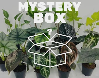 2" Pot Alocasia Mystery Box? : Indoor Plants - Easy Care Houseplant - Starter Plant ,Live Indoor, Easy to Grow - Beginner Plant