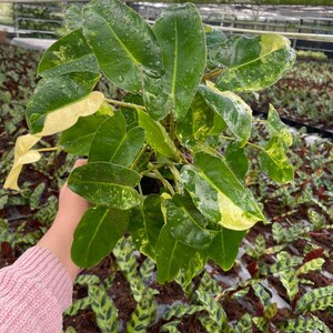 Philodendron Burle Marx Variegated, Tropical Indoor Plant - Rare Houseplant, Easy Care Starter Plant, Beginner Friendly, Live Plant 6" Low variegation