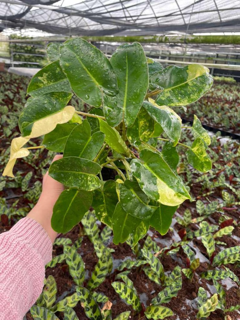 Philodendron Burle Marx Variegated, Tropical Indoor Plant - Rare Houseplant, Easy Care Starter Plant, Beginner Friendly, Live Plant 6" Low variegation