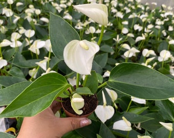 2" Pot Anthurium White Champion